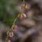 Oseille à feuilles en écu ( Rumex scutatus - V5 )