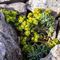 Euphorbe de Loiseleur (Euphorbia loideleuri - MV - V 5 )