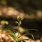 Céphalanthère à longues feuilles ( Cephalantera longifolia - O1 )