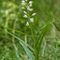 Céphalanthère à longues feuilles ( Cephalantera longifolia - O3 )