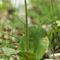 Listère ovale (Listera ovata - O3 )
