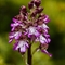 Orchis Pourpre ( Orchis purpurea  - O1)