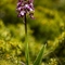 Orchis Pourpre ( Orchis purpurea - O2 )