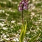 Orchis Pourpre ( Orchis purpurea - O3)