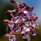 Orchis Pourpre ( Orchis purpurea - O4 )