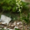 Platanthère à deux feuilles ( Platanthera bifolia - O2)