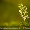 Platanthère à deux feuilles ( Platanthera bifolia - O3)