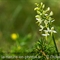 Platanthère à deux feuilles ( Platanthera bifolia - O4)