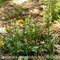 Platanthère à deux feuilles ( Platanthera bifolia - O5)