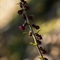 Epipactis Rouge Sombre ( Epipactis atrorubens -O2)