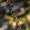 Epipactis Rouge Sombre ( Epipactis atrorubens - O3)