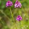 Orchis Pyramidal (Orchis pyramidalis - O 4 )