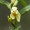 Céphalanthère de Damas ( Cephalanthera damasonium - O3)