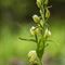 Céphalanthère de Damas ( Cephalanthera damasonium - O4)