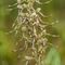 Orchis Bouc ( Himantoglossum hircinum - O2)