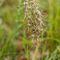Orchis Bouc ( Himantoglossum hircinum - O1)