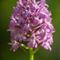 Orchis Pyramidal (Orchis pyramidalis - O 7 )