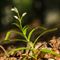 Céphalanthère à longues feuilles ( Cephalantera longifolia - O4 )