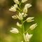 Céphalanthère à longues feuilles ( Cephalantera longifolia - O 2 )