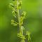 Listère ovale (Listera ovata - O4 )