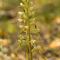 Orchis Bouc ( Himantoglossum hircinum - O5)