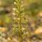 Orchis Bouc ( Himantoglossum hircinum - O5)