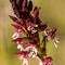 Orchis Brulé ( Orchis ustulata - O 2 )