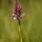 Orchis Pyramidal (Orchis pyramidalis - O 1 )