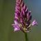 Orchis Pyramidal (Orchis pyramidalis - O 2 )