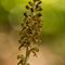 Orchis Nid d'Oiseau ( Ophrys nidus avis - O 2 )