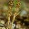 Orchis Nid d'Oiseau ( Ophrys nidus avis - O 3 )