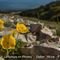 Pavot Orangé ( Papaver auranciacum - M 10 )