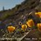 Pavot Orangé ( Papaver auranciacum - M 15 )