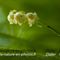 Muguet sauvage (convallaria majalis - FBV1 )