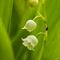 Muguet sauvage (convallaria majalis - FBV2 )