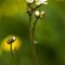 Saxifrage granulée ( saxifraga granulata - FBV1 )