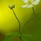 Renoncule à feuille de platane (Ranunculus platanifolius - FBV1)