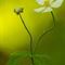 Renoncule à feuille de platane (Ranunculus platanifolius - FBV1)