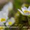 Renoncule de Kuepfer ( Ranunculus kuepferi - FBV3 )