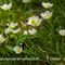 Renoncule de Kuepfer ( Ranunculus kuepferi - FBV1 )