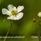 Renoncule à feuille de platane (Ranunculus platanifolius - FBV2)