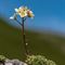 Saxifrage paniculée (Saxifraga paniculata - FBV2 )