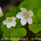 Oxalis des Bois ( Oxalis acetosella - FBV1 )