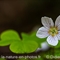 Oxalis des Bois ( Oxalis acetosella - FBV3 )