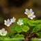 Oxalis des Bois ( Oxalis acetosella - FBV2 )