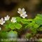 Oxalis des Bois ( Oxalis acetosella - FBV5 )