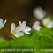 Oxalis des Bois ( Oxalis acetosella - FBV4 )