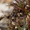 Arabette des Collines ( Arabis collina - FBV1 )