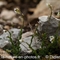 Arabette des Collines ( Arabis collina - FBV2 )