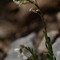 Arabette des Collines ( Arabis collina - FBV3 )